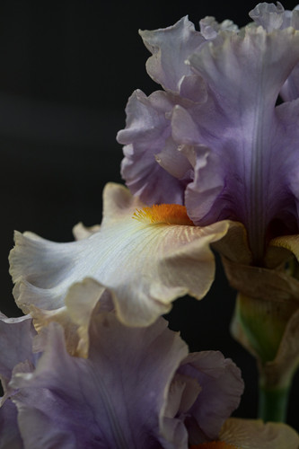 Enraptured Bearded Iris
