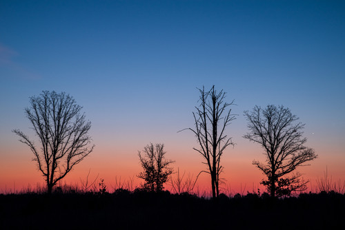 Rainbow Trees  Sun and Venus risingjpg