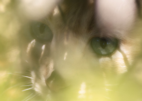 cat eyes.jpg
