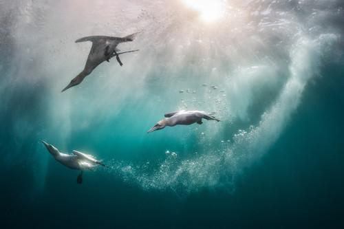 gannets diving underwater and swimming