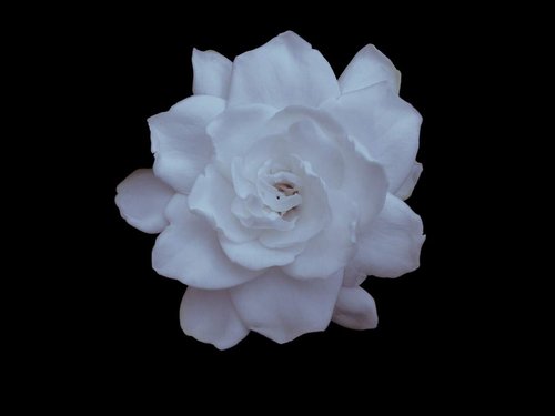 WhiteRosejpg