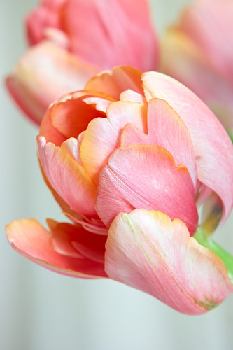 Tulip Flower Arrangement