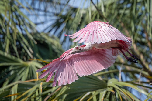 St Augustine Alligator Farm