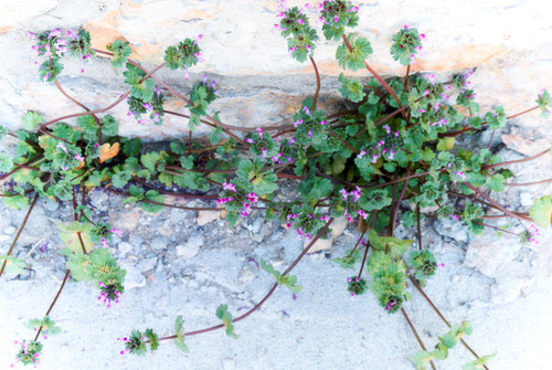 Sand Verbena