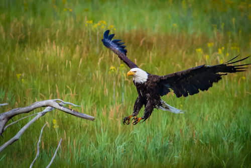 The Eagle Has Landed