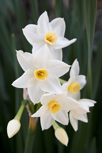 Daffodil