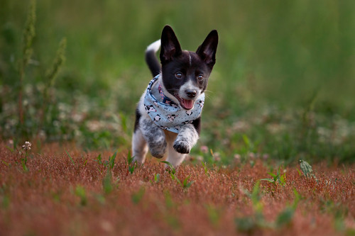 Puppy-dog-jumping-through-field.jpg 1