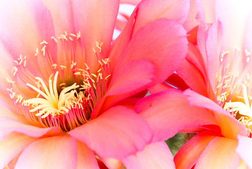 Echinopsis