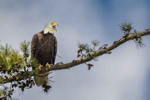 Birds of Lake Lanier