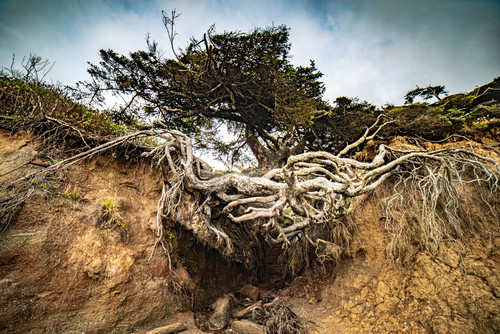 Round Tree  The Tree Of Life in Washingtonjpg
