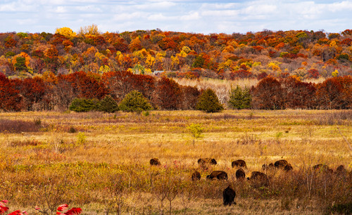 Buffalo Fall  Buffalo gather in Minneopa State Park in Minnesotajpg