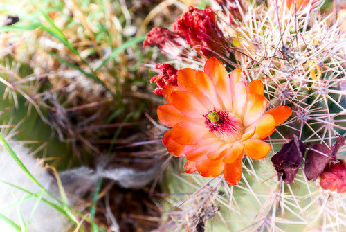 Echinopsis