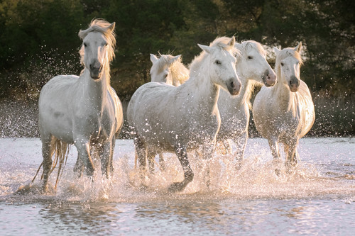 Wild White Horses Splashing