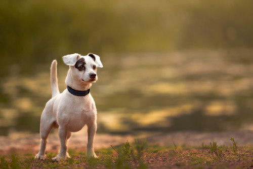 terrier-dog-at-sunset.jpg 1