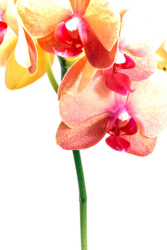 Orchid