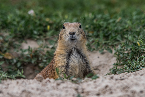 Sandy Surprise  A prairie dog pops up in South Dakotajpg