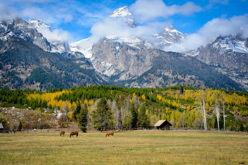 Grazing Ground