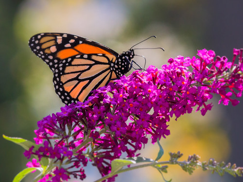 Monarch on Butterfly Bush  IMGdng