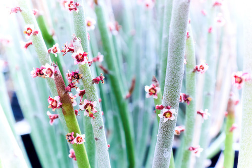 Ephedra