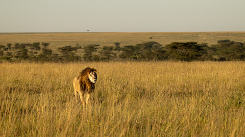 Male Lion East Africa habitat Lion populations are stabilizing only in protected areas