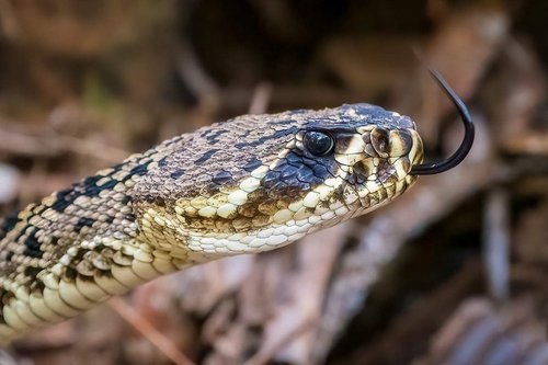 Rattlesnake Tongue x jpg