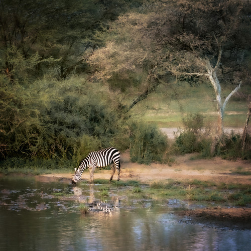 Zebra Drinking