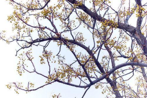 Chinaberry Tree