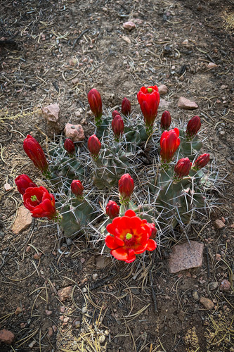 cactusjpg