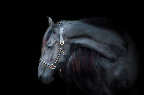 fresian-horse-on black.jpg 1