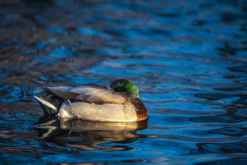 Chilly Duck  A frozen duck finds open waterjpg