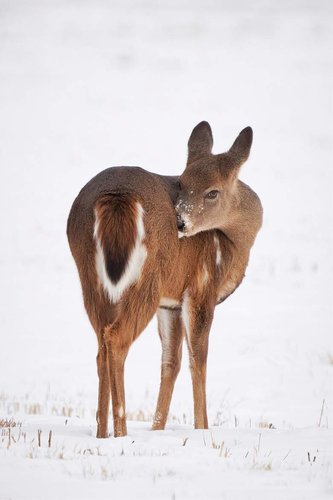Youngster in the Snow
