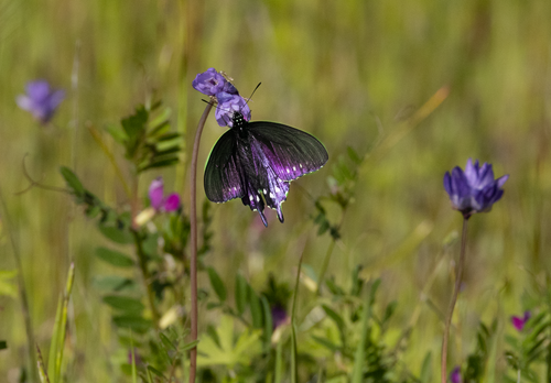 2C5A8024_1317.png 1