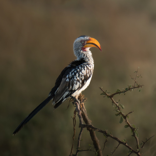 Bird on a branch in Zimbabwe