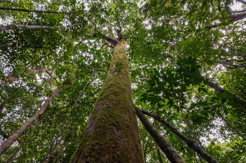 Canopy View