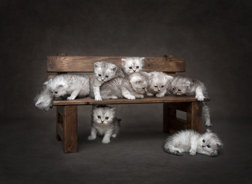 British Short hair kittens and mums Images by  Serenity Eye Photography