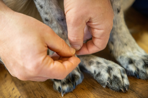 Mountain Vet to Pet Evergreen CO  CareVet Photo Project