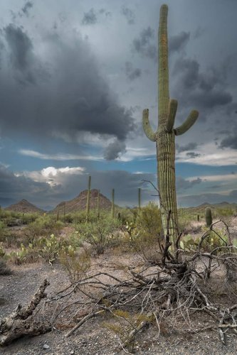 Desert scene as storm nears