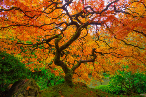 The Iconic Japanese Maple in Autumn Portland Japanese Garden