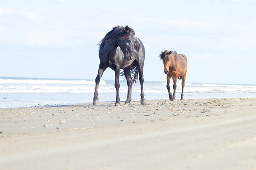 Wild Horses in Outer Banks North Carolina
