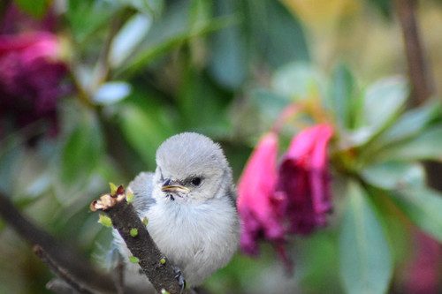 birdjpg
