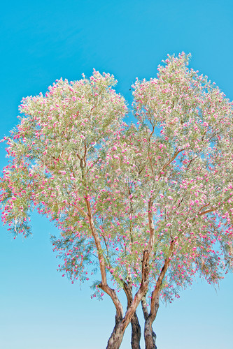Desert Willow Tree