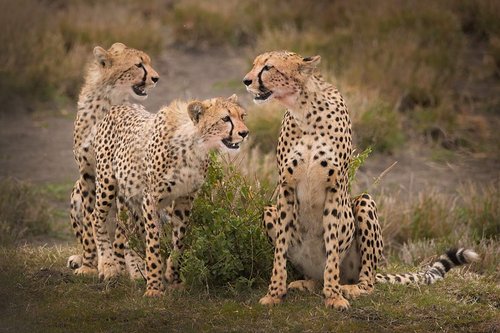 three cheetah sitting in the Serengeti