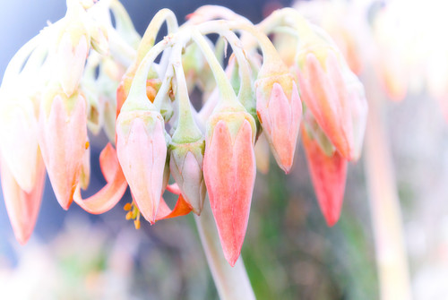 Pink Blush Aloe