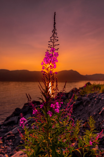Fireweed Sunset