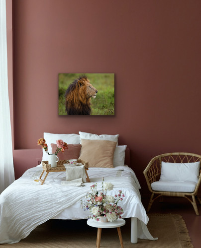 Colorful Room with Lion Photo
