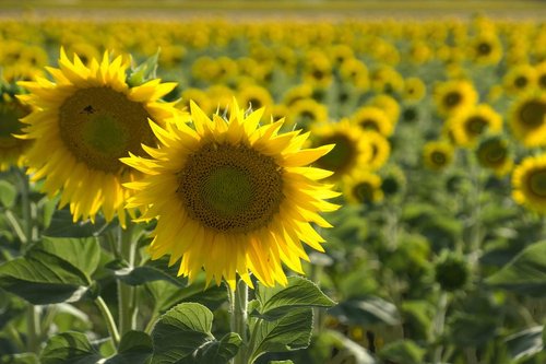 Field of sunflowers