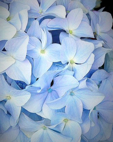 Hydrangea jpg