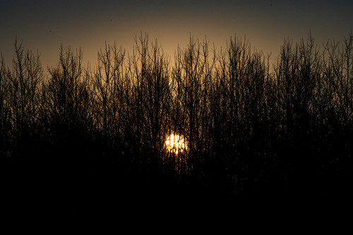 Dark Sunrise  The Sun peaking through treesjpg