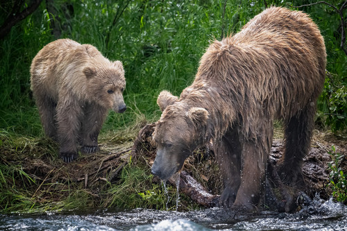 Alaska Photo Safari