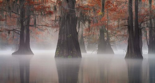 cypress trees showing autumn colors in a lake on a foggy morning